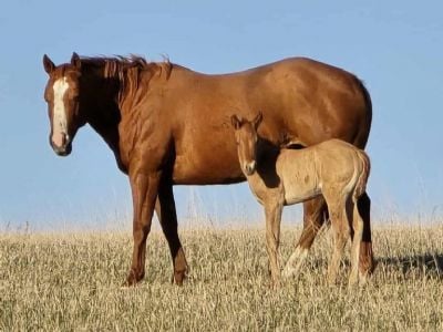 Padsy Cline <BR> AQHA 5908979
